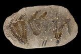 Pecopteris Fern Fossil (Pos/Neg) - Mazon Creek #87707-2